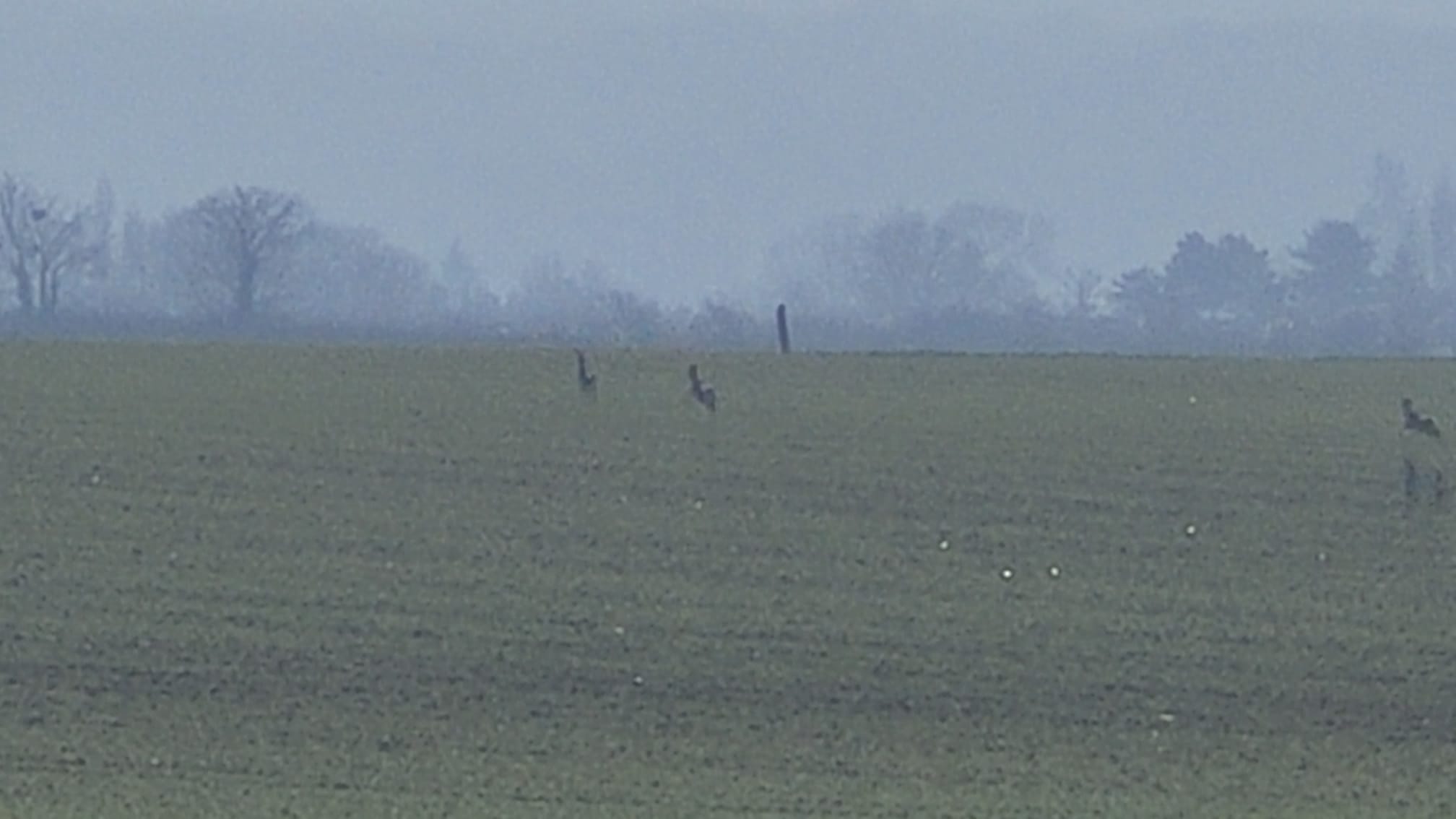 Une Famille de Cervidés à Demeure - Photo 2