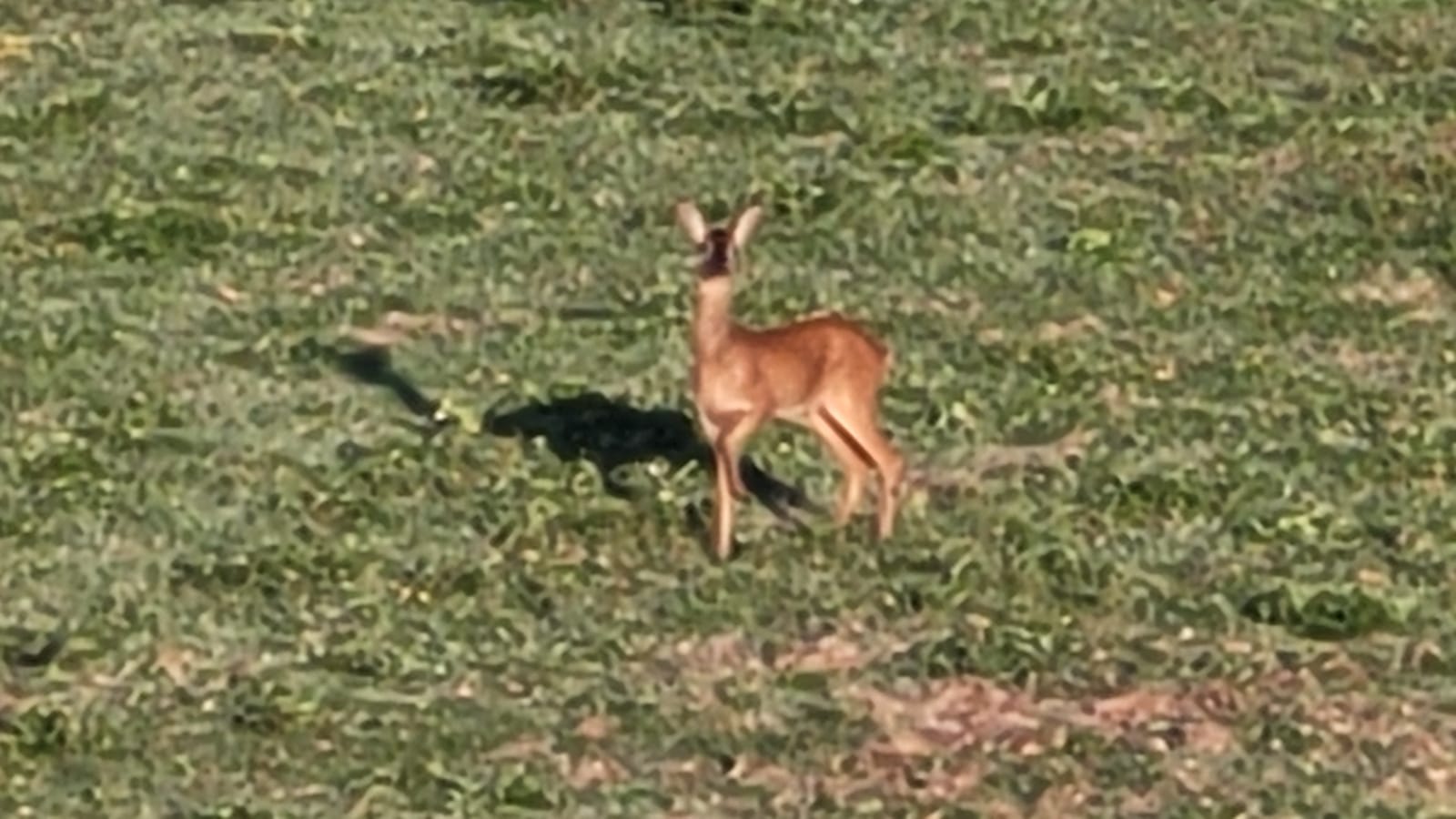 Une Famille de Cervidés à Demeure - Photo 1